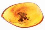 Detailed Fossil Flies (Dolichopodidae) In Baltic Amber - Mate Guard! #300734-1